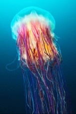 scyphozoan scyphozoan