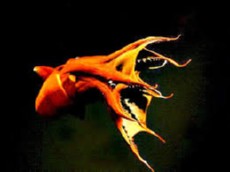 vampirski ligenj vampirski ligenj