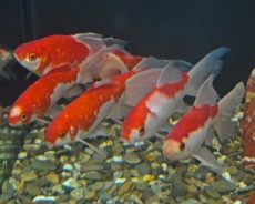 SLIKA 139 SLIKA 139