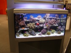 morski akvarij697