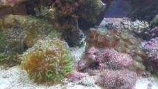EUPHYLLIA EUPHYLLIA