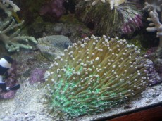 HELIOFUNGIA HELIOFUNGIA