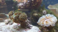 scolymia scolymia