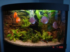 MISTER AQUARIUM - 2250 MISTER AQUARIUM - 2250