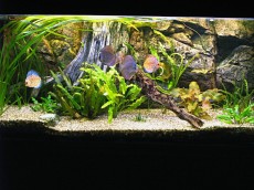 MISTER AQUARIUM - 2 MISTER AQUARIUM - 2