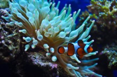 anemona in nemo anemona in nemo