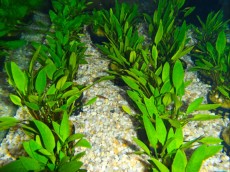 okasne rastline okasne rastline
