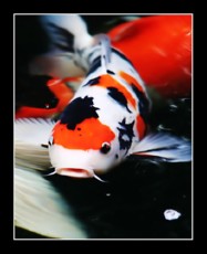 AQUA-RO-DESIGN koi