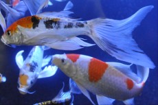 koi krap pajcolan koi krap pajcolan