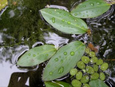 potamogeton-podvodni dristavec