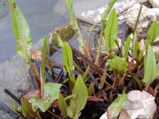 rumex rumex
