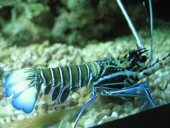 BLUE LOBSTER - Panularis Versicolor