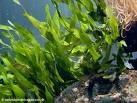 CAULERPA SP