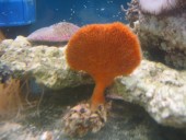 Clathria - orange sponge