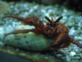 DARDANUS - RED CRAB