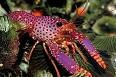 ENOPLOMETOPUS DEBELIUS