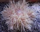 HETERACTIS CRISPA HETERACTIS CRISPA