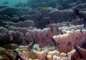 MONTIPORA AEQUITUBERCULATA