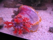 Pseudocolochirus violaceus - MORSKO JABOLKO - sea apple