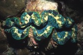 Tridacta Squamosa