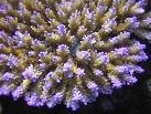 acropora