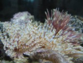 morski crv - tube worm