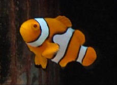 MORSKA RIBA Amphiprion percula MORSKA RIBA Amphiprion percula