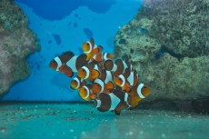 MORSKA RIBA Aphiprion ocellaris MORSKA RIBA Aphiprion ocellaris