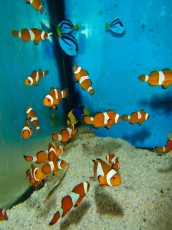 MORSKA RIBA Aphiprion ocellaris orange MORSKA RIBA Aphiprion ocellaris orange