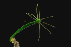 Hydra - sladkovoden polip Hydra - sladkovoden polip