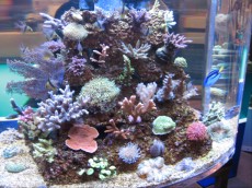 AQUA-RO-DESIGN montaza morskega akvarija