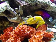 MORSKI KONJICEK Hippocampus Histrix Yellow Seahorse