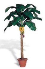 Banana - mali listi Banana - mali listi