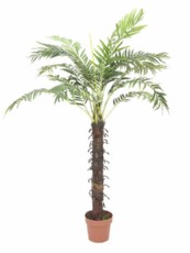 Kokos palma