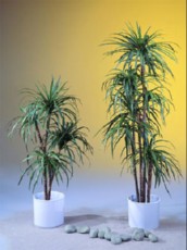 Palma Yucca Palma Yucca