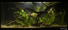 MISTER AQUARIUM - 2014 david MISTER AQUARIUM - 2014 david
