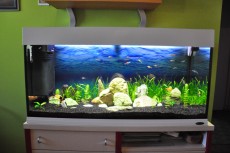 MISTER AQUARIUM - 2014 simic MISTER AQUARIUM - 2014 simic