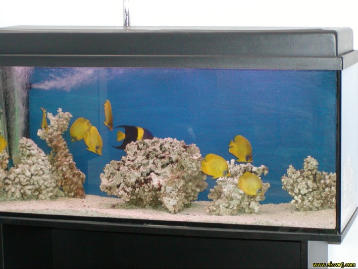 MORSKI AKVARIJI - razni  AQUA-RO-DESIGN morski akvarij  28 924