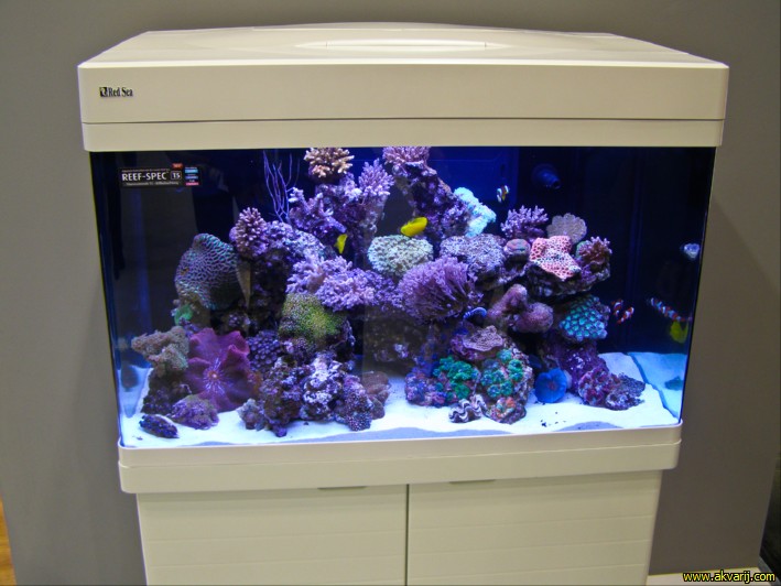MORSKI AKVARIJI - razni  AQUA-RO-DESIGN morski akvarij  45 428