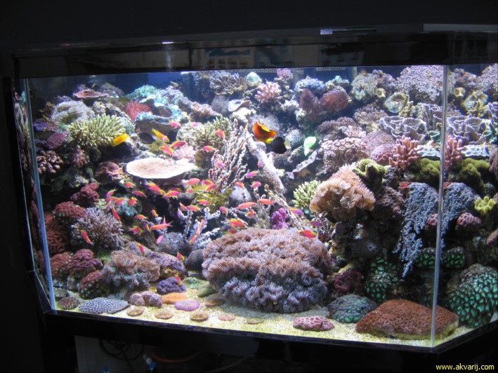 MORSKI AKVARIJI - razni  AQUA-RO-DESIGN morski akvarij  50 638