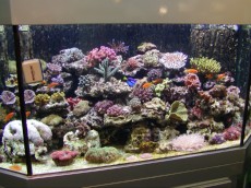 MORSKI AKVARIJI - razni  AQUA-RO-DESIGN morski akvarij  23 125