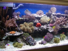 MORSKI AKVARIJI - razni  AQUA-RO-DESIGN morski akvarij  27 251