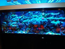 MORSKI AKVARIJI - razni  AQUA-RO-DESIGN morski akvarij  41 861