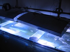 MORSKI AKVARIJ VELIKOSTI 1020L  2 HQI osvetlitev morskega akvarija