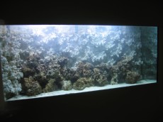 MORSKI AKVARIJ VELIKOSTI 1020L  3 zivi morski kamni Fidji in Kenija