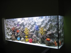 MORSKI AKVARIJ VELIKOSTI 1020L  4 morski akvarij z umetnimi koralami 