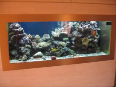 MORSKI AKVARIJ VELIKOSTI 1120L AKVARIJ