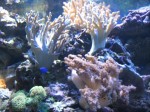 mehke korale