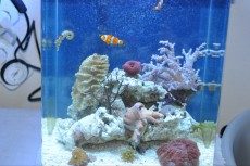 MORSKI NANO AKVARIJ VELIKOSTI 40L  AKVARIJ ZA NEMO RIBICE