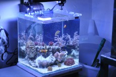 MORSKI NANO AKVARIJ VELIKOSTI 40L  majhen morski akvarij